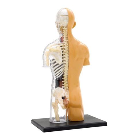 Medicinos studijos ir anatomijos modelis