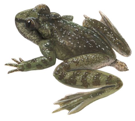 Uodegotosios varlės (Ascaphus truei) iliustracija