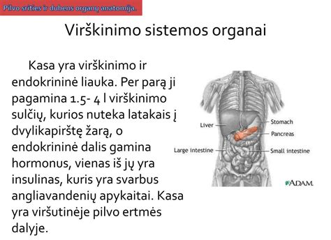 dubens organų anatomija ir prolapso schema