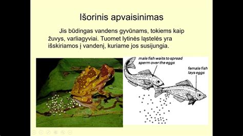 schema: išorinis apvaisinimas vandens telkinyje