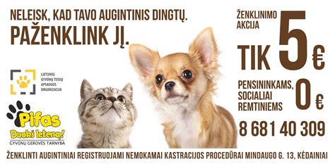 Prieglaudos kačių ir šunų zonų išplanavimo schema