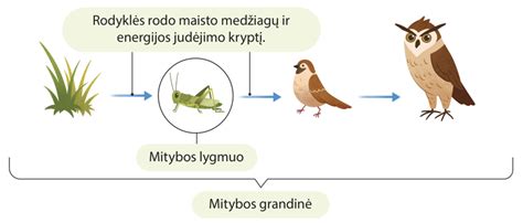 Gyvsidabrio ciklas aplinkoje ir maisto grandinėje