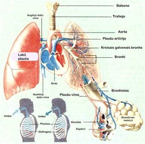 jaundzimušā elpošanas sistēma