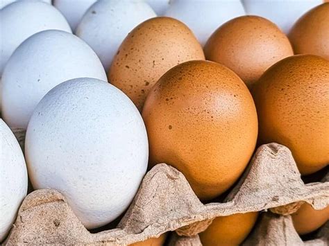maskuojanti kiaušinių spalva gamtoje