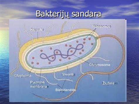 Ureaplazmos bakterijos struktūra