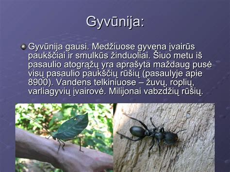 Roplių kiaušinių įvairovė