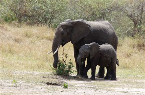 Dramblys niokoja kikilio lizdą medyje