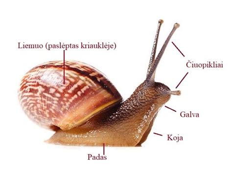 Placentos schema ir jos sandara