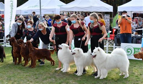 Šunų vakarėlis gamtoje