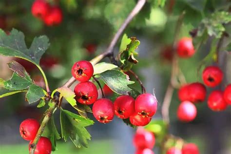 gudobelės augalas ir jo vaisiai