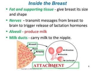 schema showing milk production in the breast