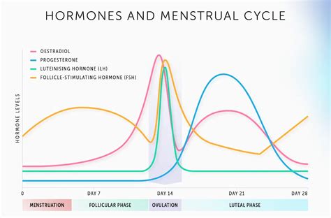 Moterų menstruacinio ciklo ir ovuliacijos schema