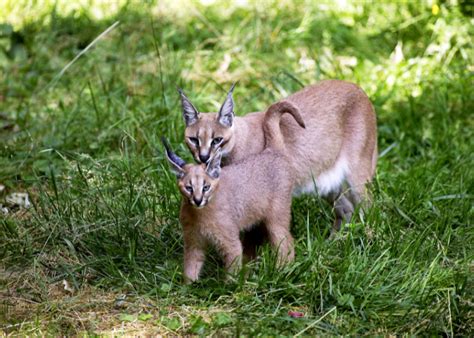 Laukinis gyvūnas miesto aplinkoje, ieškantis maisto
