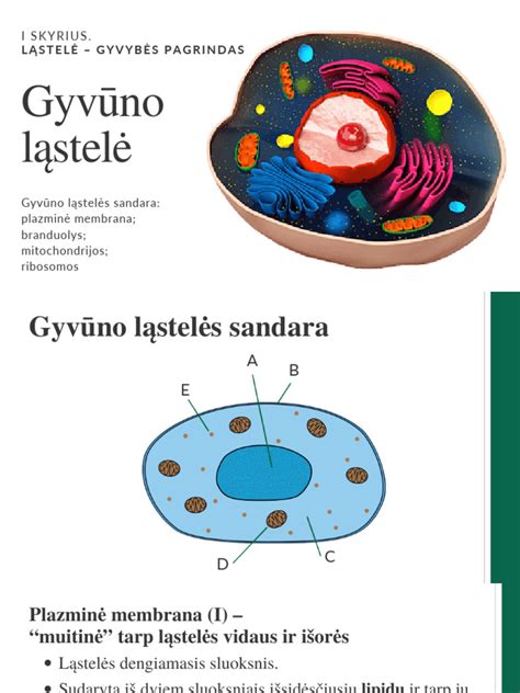Sužeisto gyvūno gelbėjimas ir gydymas centre