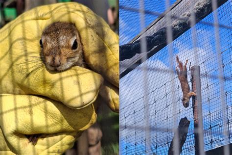 Laukiniai gyvūnai zoologijos sode arba globos centre