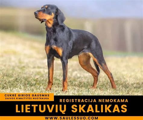 Lietuvių skalikas ir žemaitukų veislės pristatymas