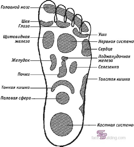 akupunktūros taškų schema žmogaus kūne