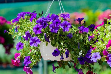 Gražiosios surfinijos