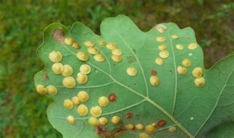 Baltasparnio kiaušinėliai ir lervos ant lapų