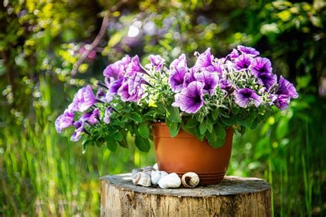 Sveika ir vešli surfinija