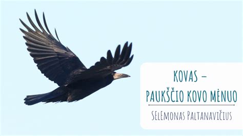 Paukščio, išrinkto Metų paukščiu, iliustracija