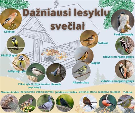 Savanoriai atnaujina ir prižiūri paukščių lesyklas parke