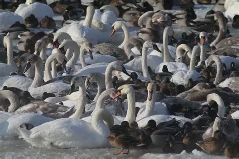 Gulbės nebylės ir kiti vandens paukščiai žiemą Kaune