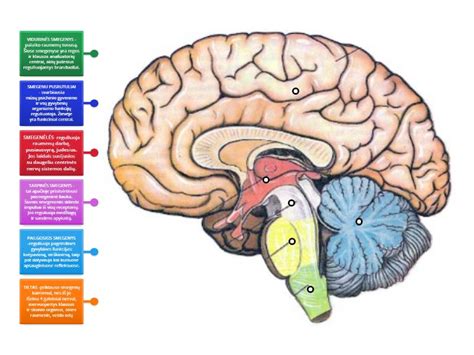 Galvos smegenų ir nervų sistemos ryšys su nistagmu