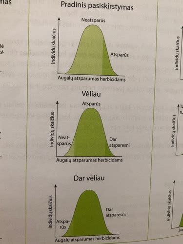 Auklės atrankos proceso schema