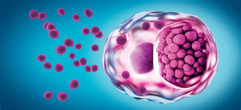Chlamydia trachomatis bakterijos atvaizdas