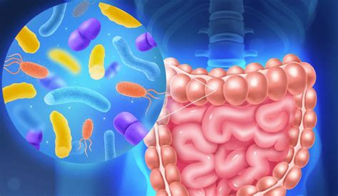Probiotikų poveikis žarnyno mikroflorai