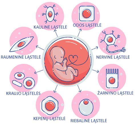 Placentos užgimimas ir virkštelės nukirpimas