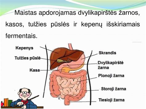 Kasos anatomija ir virškinimo procesas