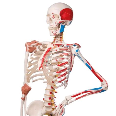 Naujagimio skeletas lyginant su suaugusiojo