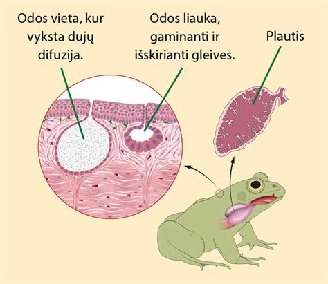 Varliagyvių metamorfozės iliustracija