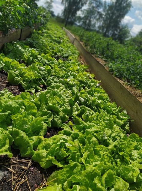 Pienininkas pristato kiaušinius ir pieną į namus