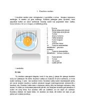 Kiaušinio sandara ir maistinės medžiagos