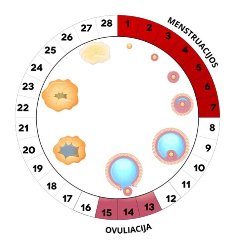 schema: menstruacinis ciklas ir ovuliacijos fazės