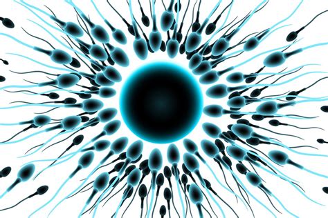 Spermatozoidai apvaisinantys kiaušialąstę