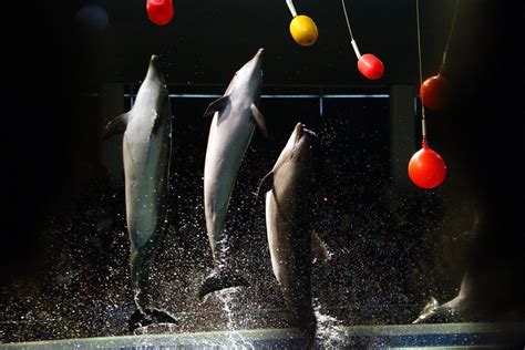 Klaipėdos delfinariumo scena paruošta apdovanojimams