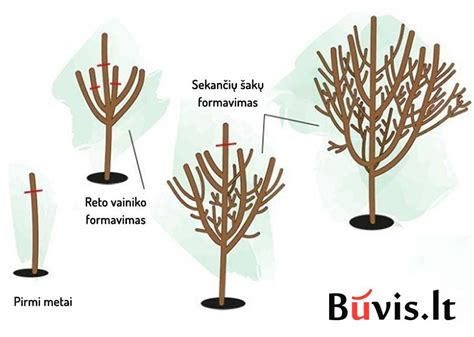 Slyvų vartojimo saikingumo iliustracija