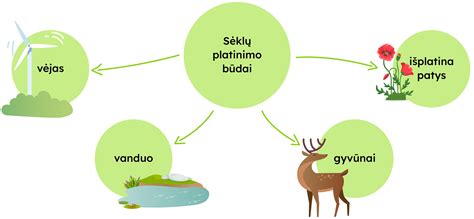 schema: įvairūs sėklų plitimo būdai gamtoje
