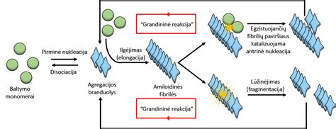 Eritrocitų agregacijos schema