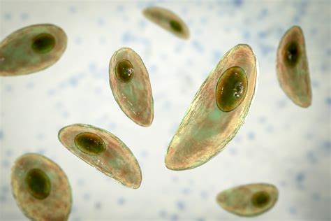 Spermatozoidų pažeidimas po kontakto su Toxoplasma gondii