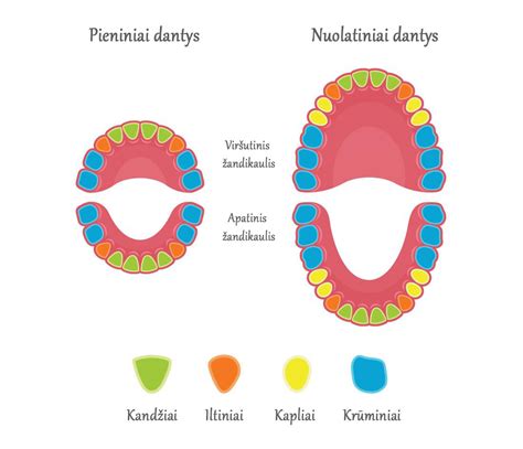 Schema, vaizduojanti dantų tipus ir jų sandarą