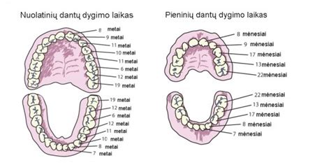 Schema, vaizduojanti pieninių dantų dygimo eiliškumą
