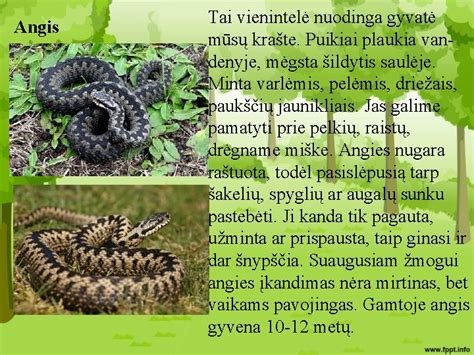 Išsiritę žalčiukai