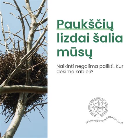 Laukinių paukščių gelbėjimas ir reabilitacija