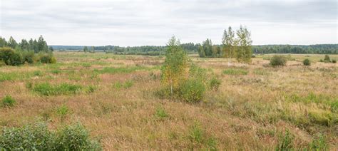 Baltosios Vokės šlapžemių kompleksas