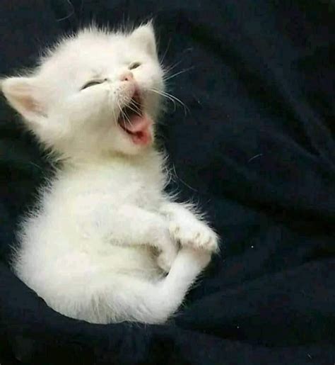 Naujagimė Alayna Kait-Chalise Munoz su mama ir močiute